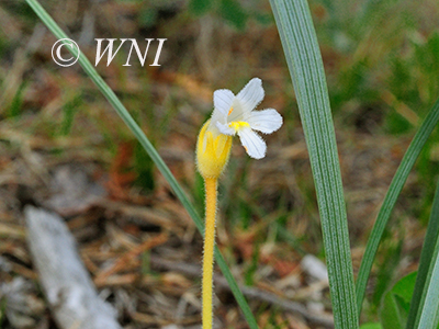 One-Flowered Broomrape (Orobanche uniflora)